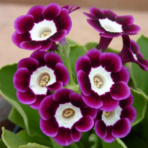 Primula auricula 'Divint Dunch' - Kõrvikpriimula 'Divint Dunch' P9/0,55L